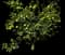 Lime Tree — design image 1
