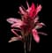 'Red Sister' Cabbage Palm — design image 14