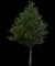 Live Oak Tree — design image 5