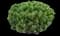 Mugo Pine — design image 7