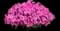 'Paint the Town Fancy' Pinks - Dianthus — design image 2