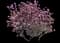 Saucer Magnolia Tree — design image 13