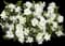 Jubilation™ Gardenia Shrub — design image 3