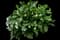 Comfrey — design image 1