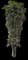 Chinese Banyan — design image 18