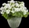 Boldly® White Geranium — design image 4