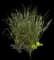 Feather Reed Grass — design image 1