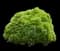 Cryptomeria 'Globosa Nana' Shrub — design image 1