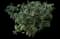 Flame of the Woods — design image 11
