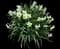 Poet's Daffodil — design image 5