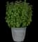 Everleaf Lemon Basil — design image 2
