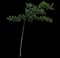 Indian Almond — design image 8