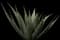 Desert Agave Plant — design image 5