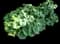 Giant Leopard Plant — design image 2