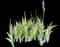 Gold Variegated Sweet Iris — design image 3