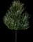 Redpointe® Red Maple Tree — design image 1