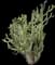 Subulata Austrocylindropuntia — design image 1