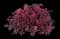 Purple Diamond® Semi-Dwarf Loropetalum — design image 1