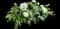 Tree Peony 'White' — design image 1