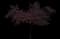 Flowering Plum Tree (Prunus cerasifera) — design image 12