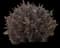 Ninebark (Physocarpus opulifolius) — design image 20