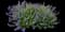 Select Blue Nepeta — design image 1