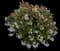 Indian Hawthorn (Rhaphiolepis indica) — design image 18