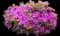 Autumn Royalty® Encore® Azalea — design image 2
