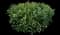 Cherry Laurel Shrub — design image 1