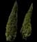 Oriental Arborvitae — design image 3