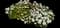 Candytuft (Iberis sempervirens) — design image 7