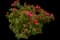 RADtko Double Knock Out® Rose — design image 7