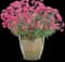 'Paint the Town Magenta' Pinks - Dianthus — design image 2