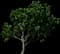 Persian Ironwood — design image 3