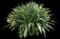 Asiatic poison lily — design image 9