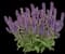 'Violet Profusion' Perennial Salvia — design image 1
