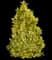 Ilex Golden Oakland® — design image 1