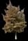 European Beech — design image 4
