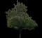 Norway Maple Tree — design image 2