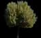 African Sumac — design image 4