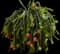 American Beauty Dragon Fruit — design image 1