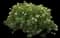 Daphne Shrub — design image 1