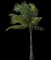 Coconut Palm — design image 10