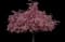 Flowering Cherry Tree (Prunus serrulata) — design image 1