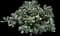 Silver jade plant — design image 1