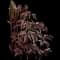 Peony (Paeonia) — design image 38
