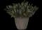 Angelflare black snapdragon — design image 2
