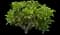 Panicle Hydrangea — design image 4