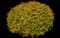 Jasmine Shrub (Trachelospermum) — design image 1