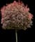 Fraser Photinia — design image 3
